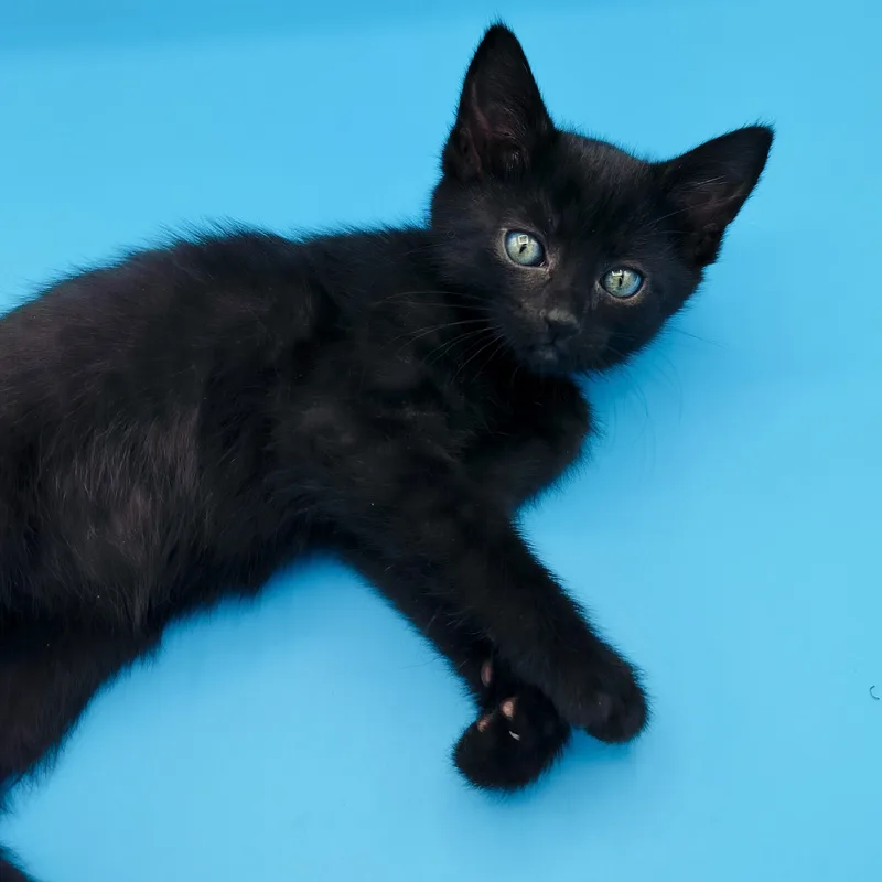 A baby medium-sized female Black Domestic Short Hair cat named Violet for adoption in Springfield, MO