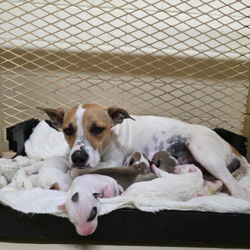 A young small-sized female White / Cream Mixed Breed dog named Dottie for adoption in Duncan, OK