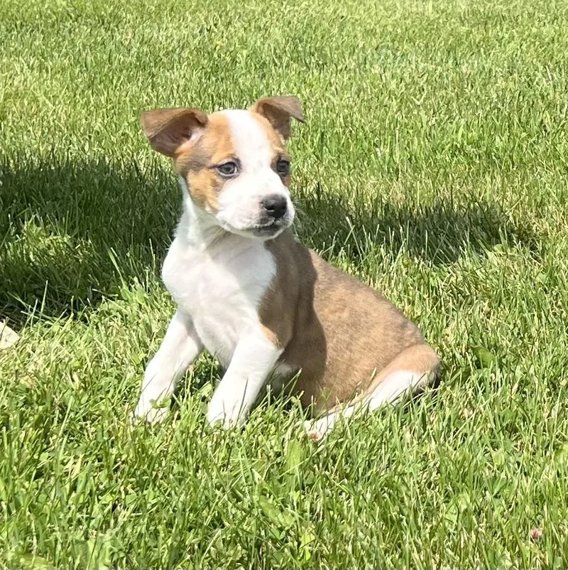Ron