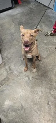 A young medium-sized female Terrier dog named Honey for adoption in Paducah, KY