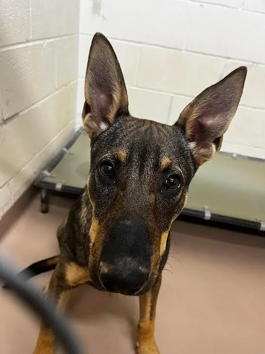 A young large-sized male German Shepherd Dog dog named Whiskey for adoption in Nacogdoches, TX
