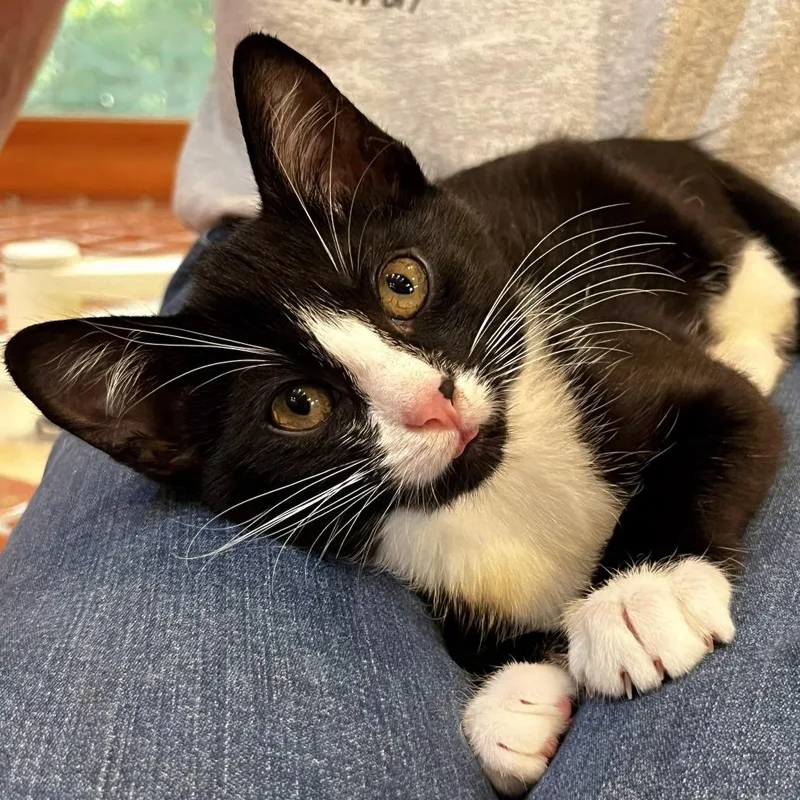A baby small-sized female Black Domestic Short Hair cat named One Dot for adoption in Brownsboro, AL