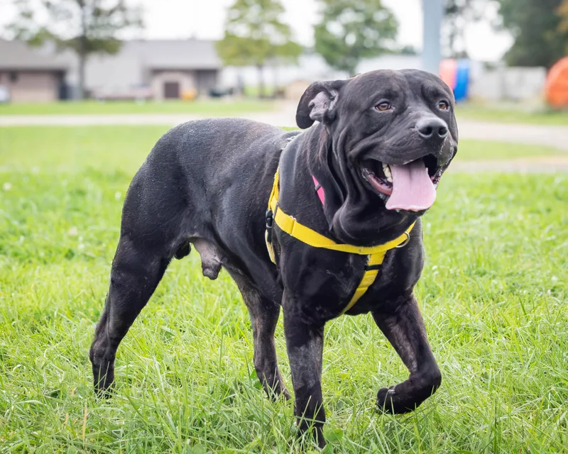 An adult large-sized male Mixed Breed dog named Gizmo for adoption in Ashland, OH