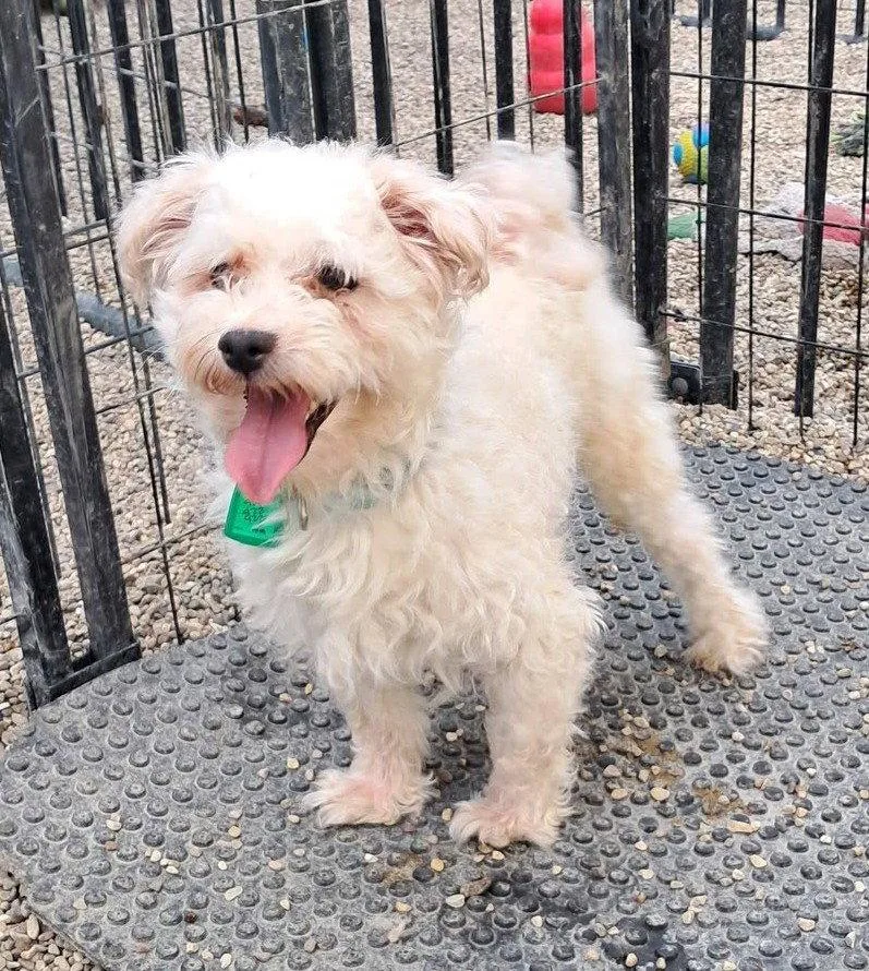 An adult small-sized female Poodle dog named Chia for adoption in Mukwonago, WI