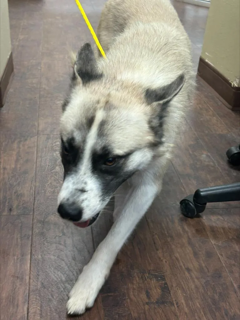 An adult medium-sized male Anatolian Shepherd dog named Dog Kennel for adoption in Greenville, TX