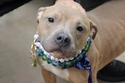 A young medium-sized female Brown / Chocolate Mixed Breed dog named Lottie for adoption in New York, NY