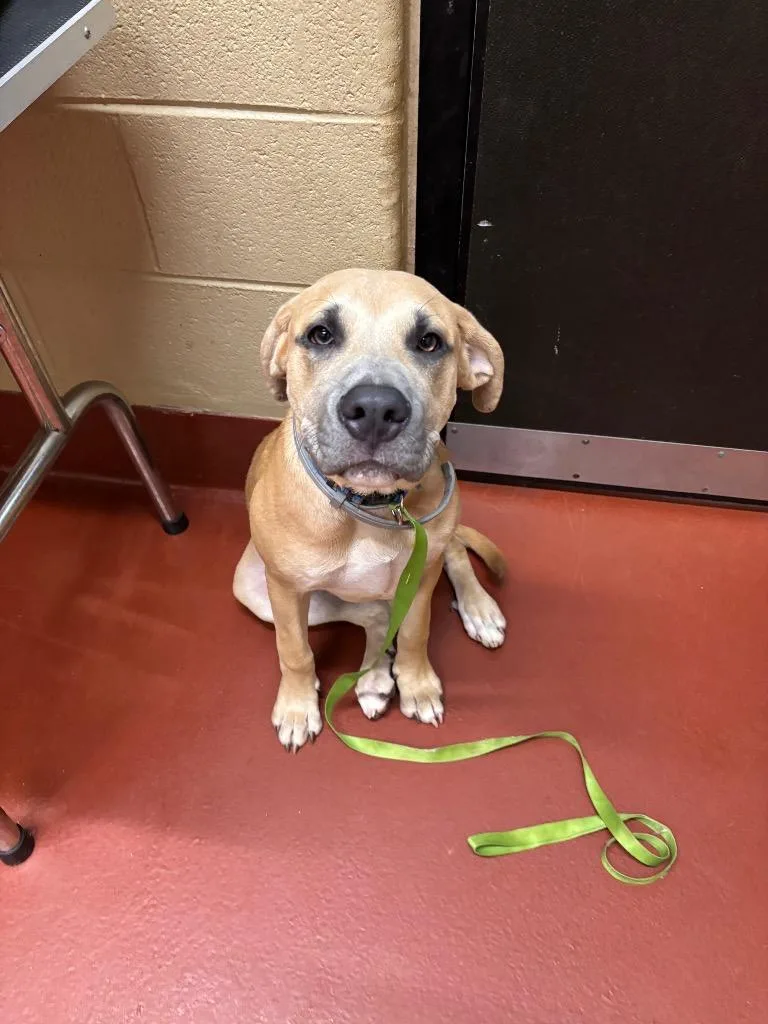 A young medium-sized male Mixed Breed dog named Derek for adoption in Douglasville, GA