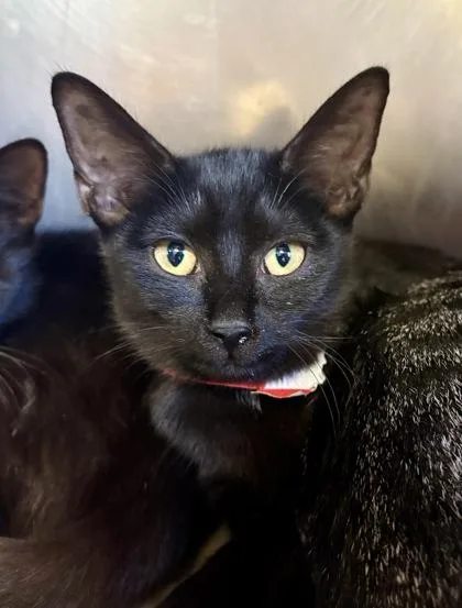 A young small-sized female Black Domestic Short Hair cat named Reggie for adoption in Lafayette, IN