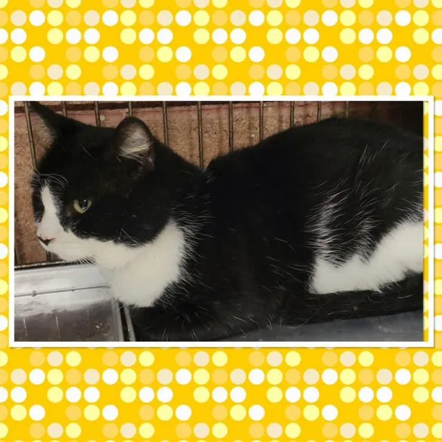 An adult medium-sized male Black & White / Tuxedo Domestic Short Hair cat named Oreo for adoption in Buckhannon, WV