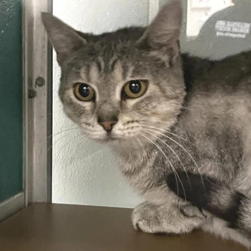 An adult medium-sized female Gray / Blue / Silver Domestic Short Hair cat named Gabby for adoption in Belleville, IL