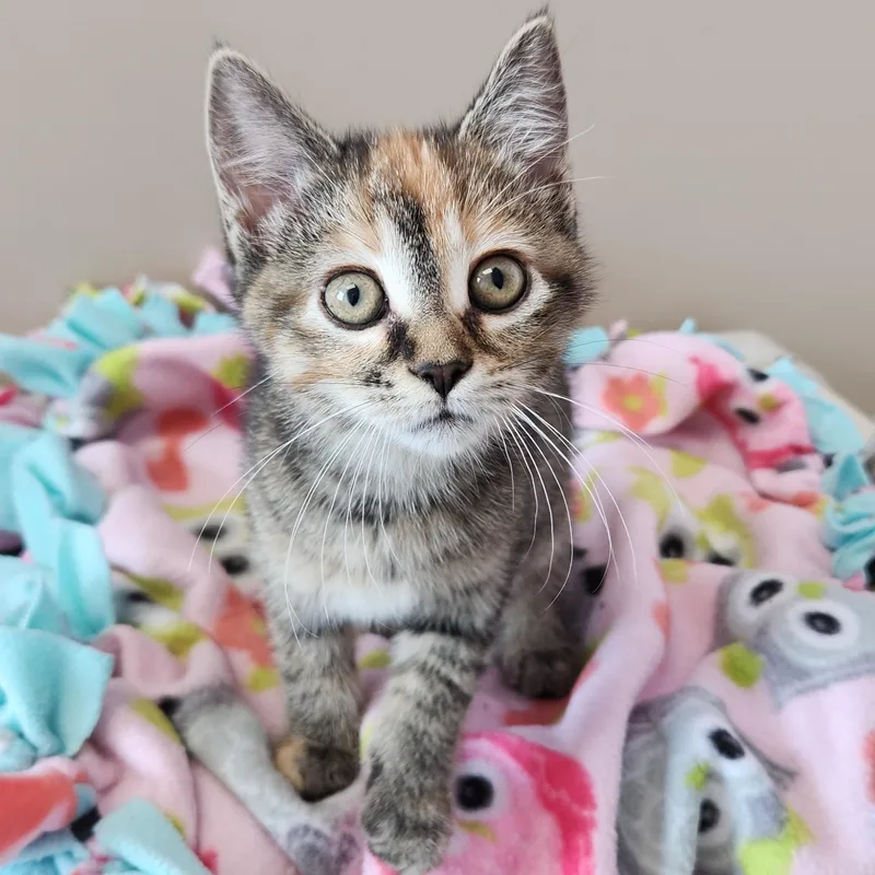 A baby medium-sized female Torbie cat named Pawni for adoption in Marshfield, WI