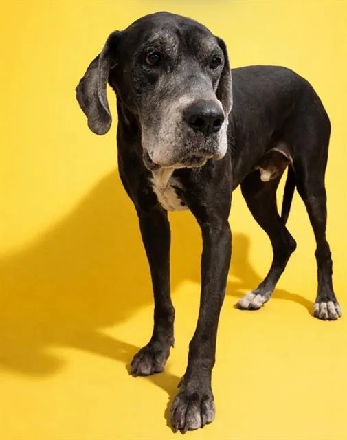 An adult extra large-sized male Great Dane dog named Ob for adoption in Jacksonville, FL