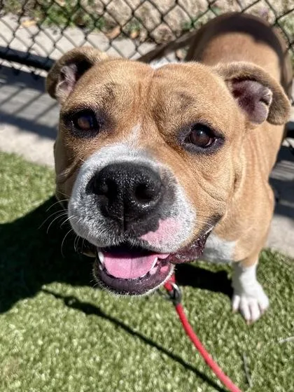 An adult large-sized male Brown / Chocolate Mixed Breed dog named Finn for adoption in Wichita, KS
