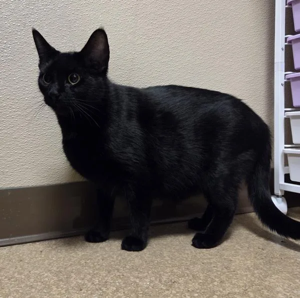 A young medium-sized female Domestic Short Hair cat named Doja for adoption in Vancouver, WA
