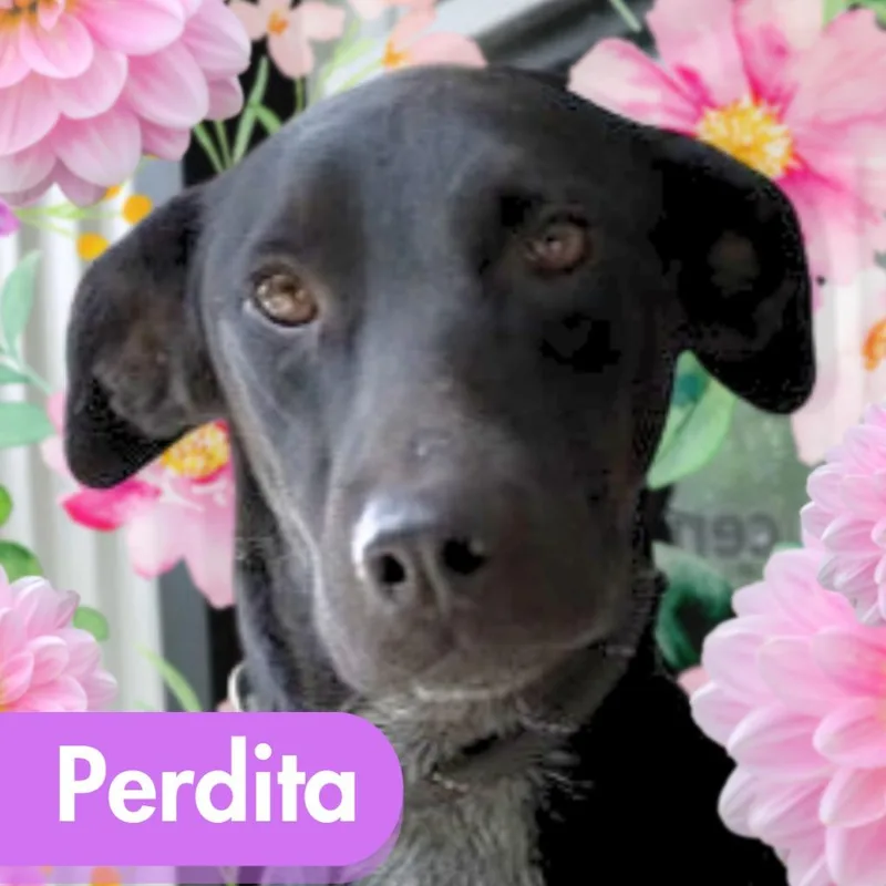 Perdita thumbnail 3