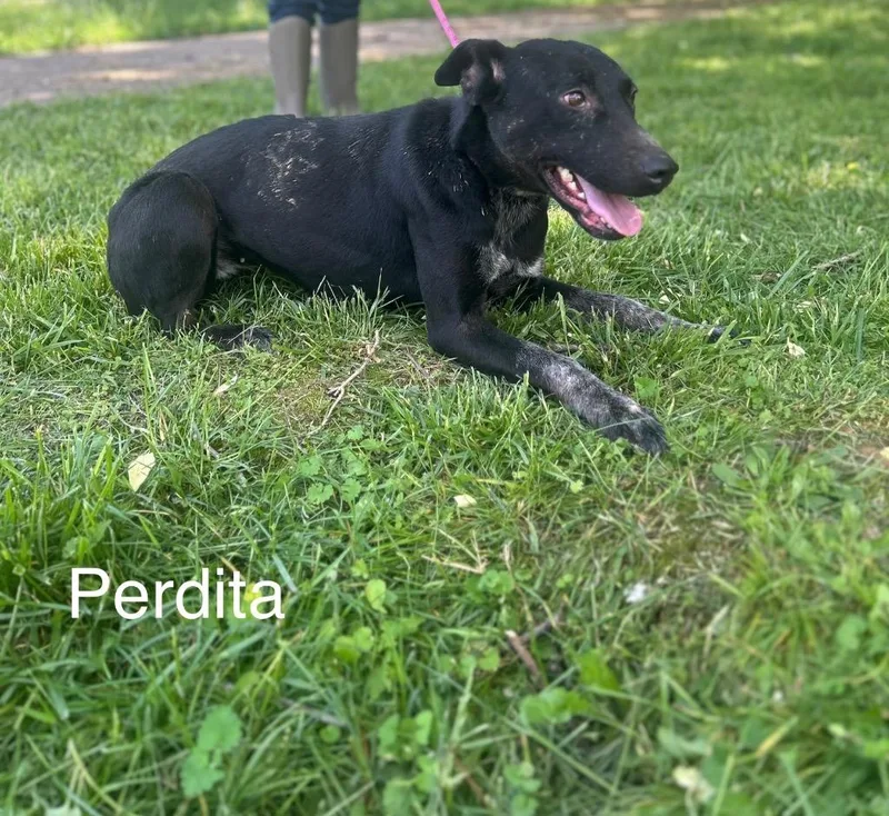 Perdita thumbnail 4