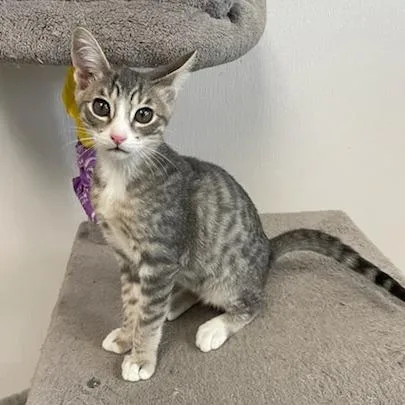 A baby small-sized male Black Domestic Short Hair cat named SwissGear for adoption in Rexburg, ID