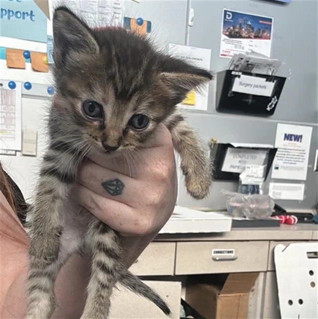 A baby medium-sized female Domestic Short Hair cat named Chippy for adoption in Dallas, TX