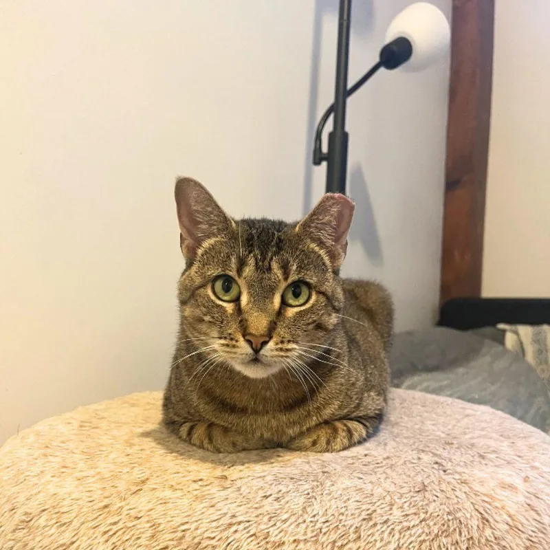 An adult medium-sized female Domestic Short Hair cat named Cleary River for adoption in Brooklyn, NY