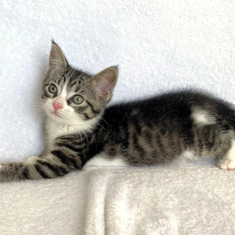 A baby small-sized male Gray / Blue / Silver Domestic Short Hair cat named Armani for adoption in Michigan City, IN