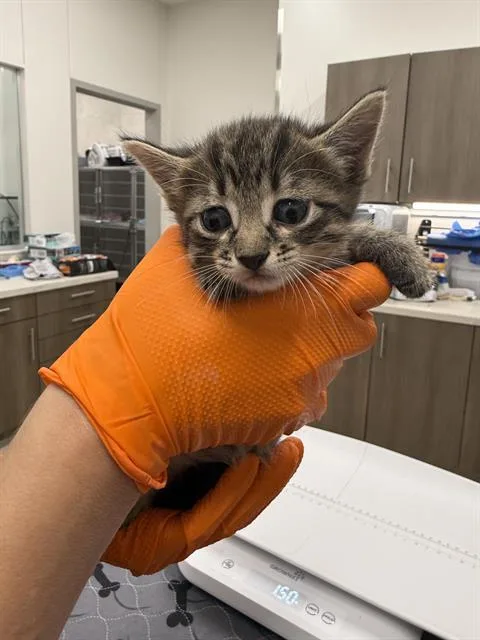 A baby small-sized male Domestic Short Hair cat named Groot for adoption in Baytown, TX