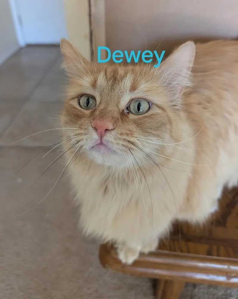 Dewey thumbnail 3