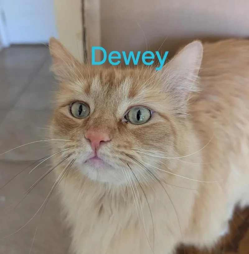 Dewey