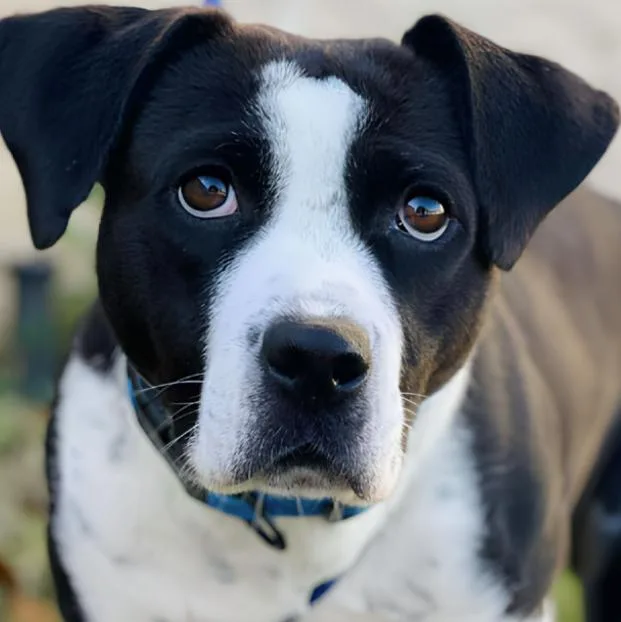 A young medium-sized female Bicolor Pit Bull Terrier dog named Sage for adoption in Naperville, IL