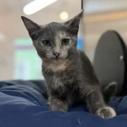 A baby small-sized female Tortoiseshell Domestic Short Hair cat named Bao Buns for adoption in Bullhead City, AZ
