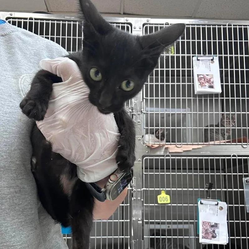 A baby small-sized female Black Domestic Short Hair cat named Rosebud for adoption in Bastrop, TX