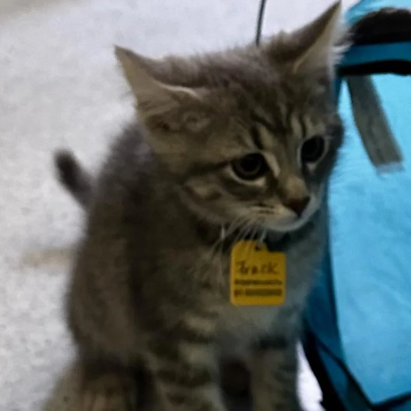 A baby medium-sized male Tabby (Gray / Blue / Silver) Tabby cat named Frack Cuteness for adoption in Hoquiam, WA