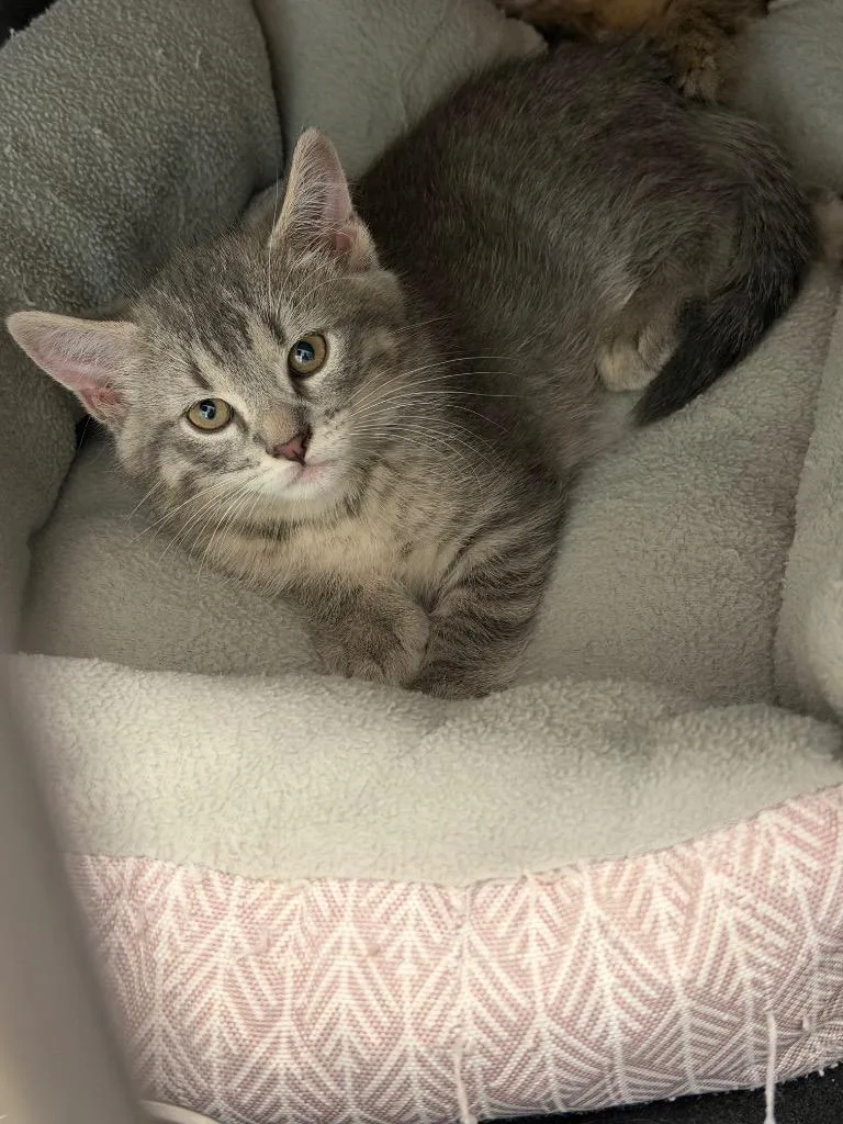 A baby small-sized male Domestic Short Hair cat named Mika for adoption in Virginia, MN