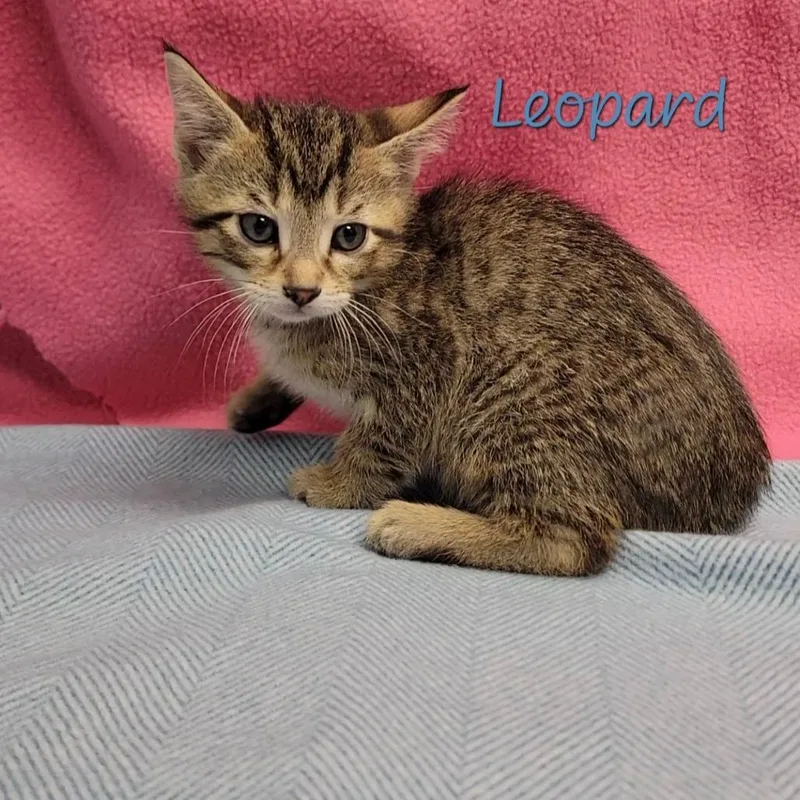 A baby small-sized male Brown / Chocolate Domestic Short Hair cat named Leopard for adoption in Parkersburg, WV