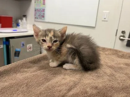 A baby small-sized female Gray / Blue / Silver Domestic Short Hair cat named Pancake for adoption in Kansas City, MO
