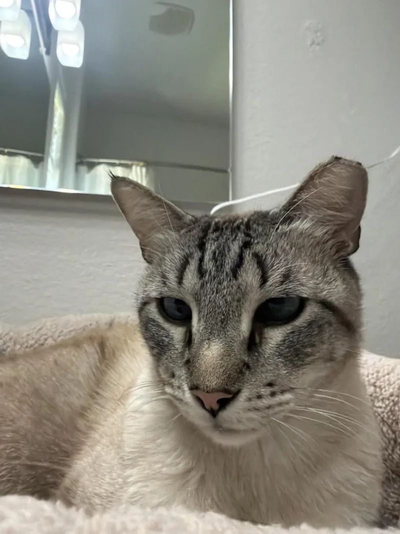 A young large-sized male Buff / Tan / Fawn Siamese cat named Vincent Vanmeow for adoption in Chandler, AZ