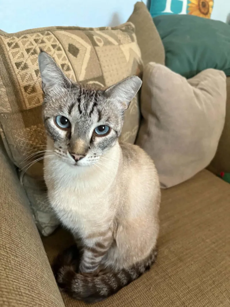 Vincent Vanmeow thumbnail 2