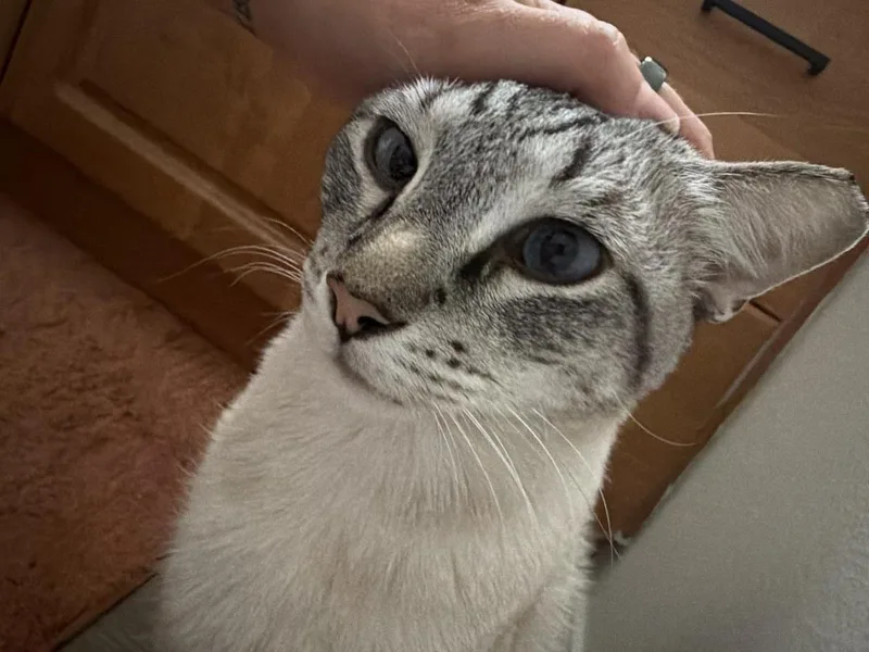 Vincent Vanmeow thumbnail 3
