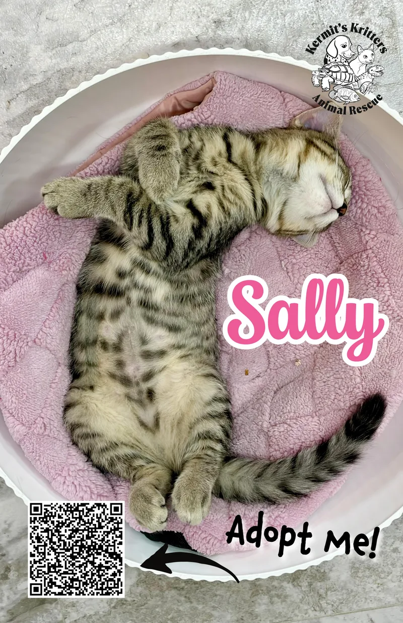 A baby medium-sized female Tabby (Leopard / Spotted) Domestic Short Hair cat named Sally for adoption in Akron, OH
