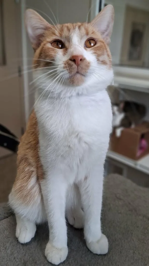 A baby small-sized male Domestic Short Hair cat named Toby for adoption in Fremont, OH
