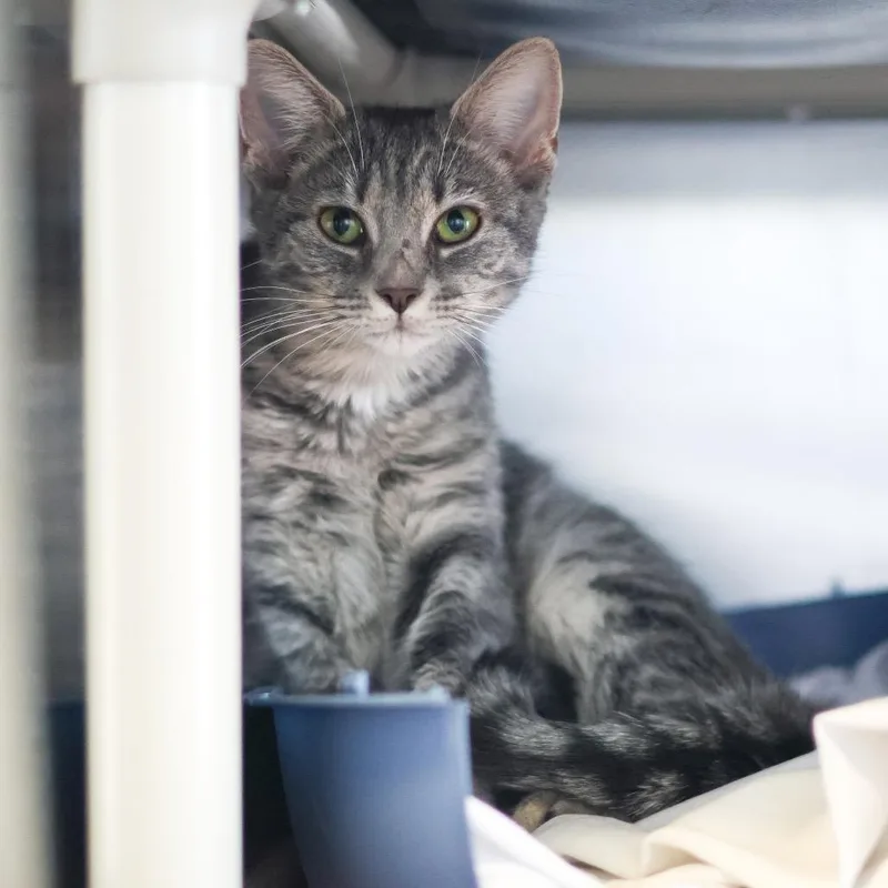 A young medium-sized female Gray / Blue / Silver Domestic Short Hair cat named Katie for adoption in Newark, DE