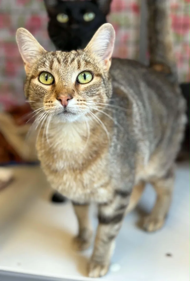 A young medium-sized female Tabby (Brown / Chocolate) Domestic Short Hair cat named Tigger for adoption in Grants Pass, OR