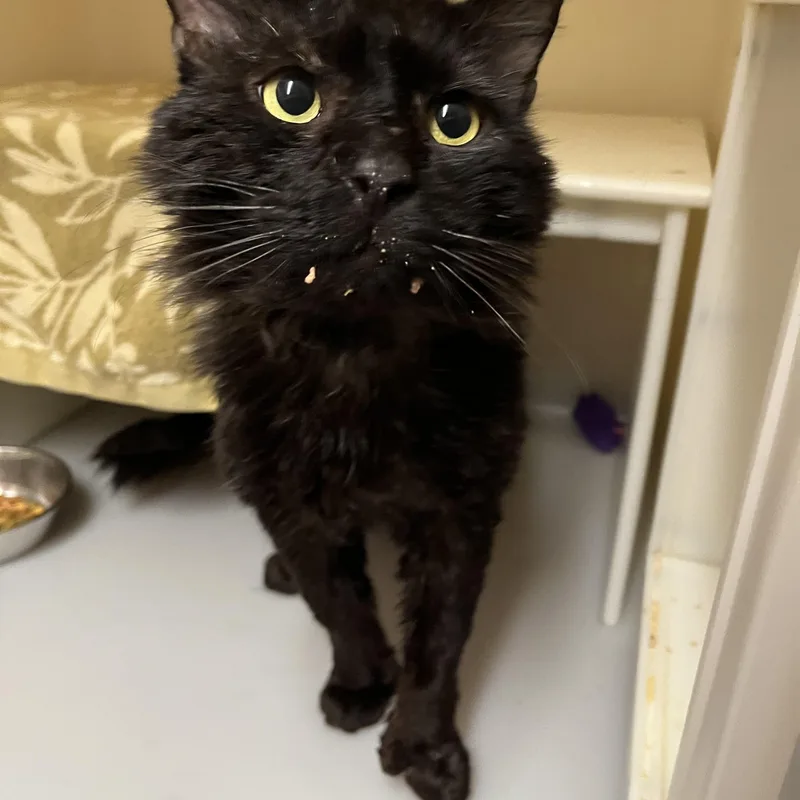 An adult medium-sized female Black Domestic Medium Hair cat named Stumpy Pencils for adoption in Salisbury, MA