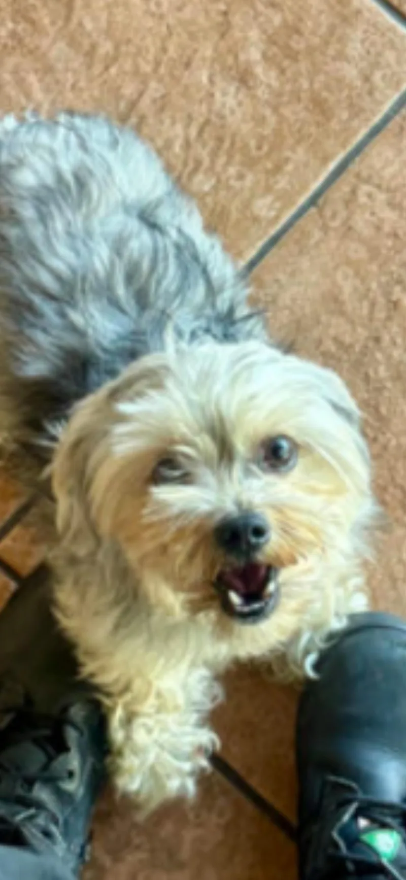 A young small-sized male Yorkshire Terrier dog named Benji for adoption in Haslet, TX