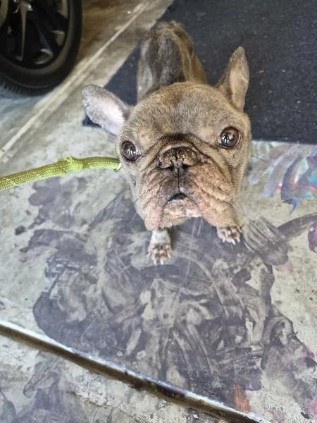 An adult small-sized male French Bulldog dog named Vc Royce for adoption in Lawrenceville, GA