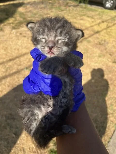 A baby small-sized male Domestic Short Hair cat named Teddy for adoption in Dallas, TX