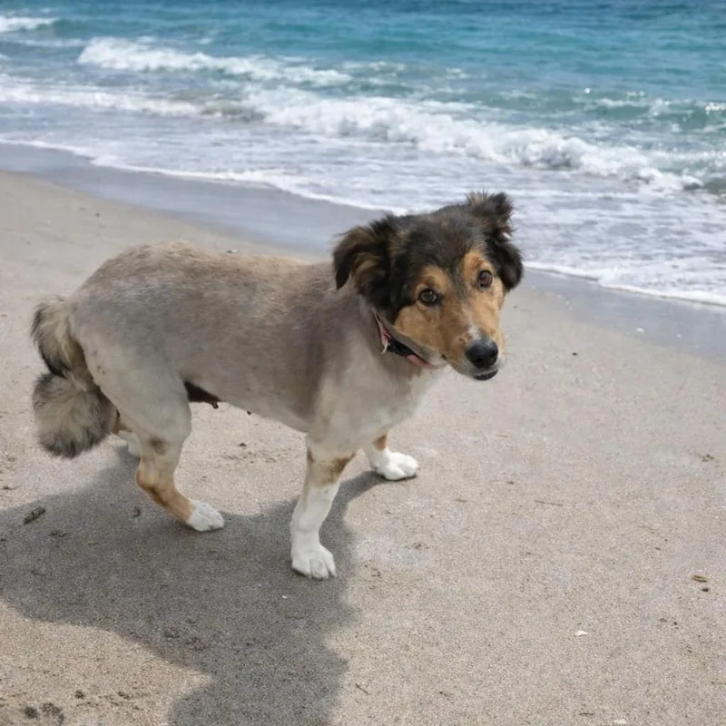 A senior medium-sized female Yellow / Tan / Blond / Fawn Collie dog named Savannah Rose for adoption in Smithfield, NC