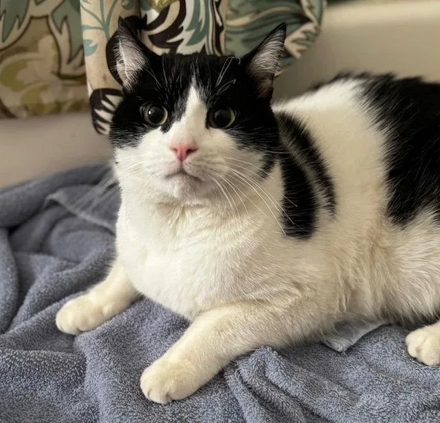 A young medium-sized male Black & White / Tuxedo Domestic Short Hair cat named Alexander for adoption in Naugatuck, CT