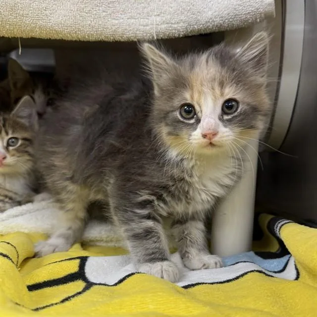 A baby small-sized female Domestic Short Hair cat named Bjork for adoption in Huntsville, AL