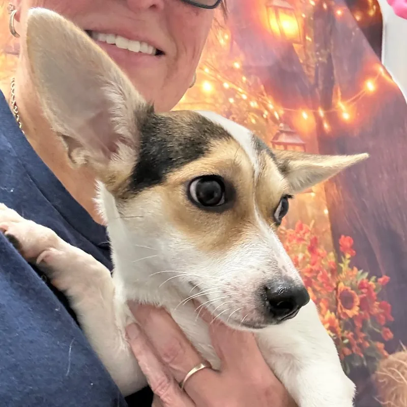 A young small-sized female White / Cream Corgi dog named Daisy Joe for adoption in Normal, IL