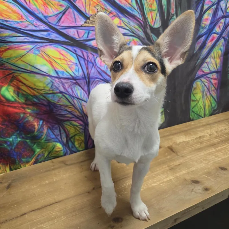 Daisy Joe thumbnail 3